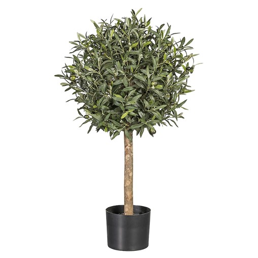 ARBOL OLIVO