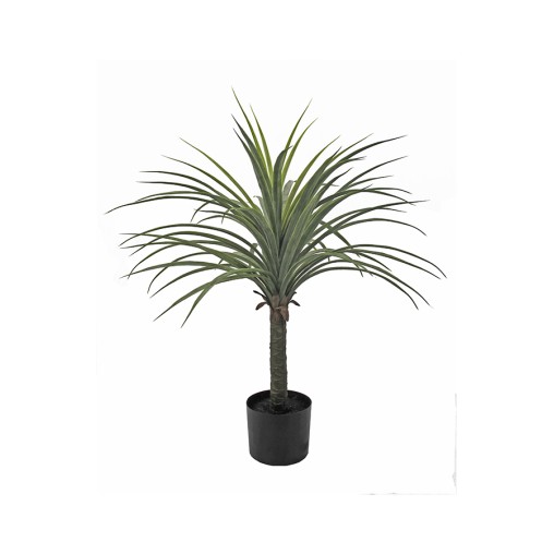 PLANTA YUCCA