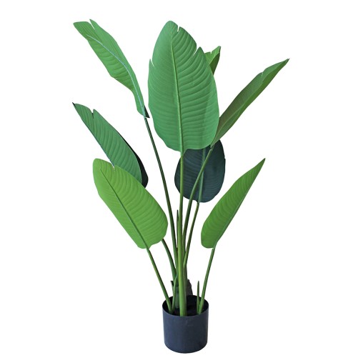 PLANTA ESTERLICIA